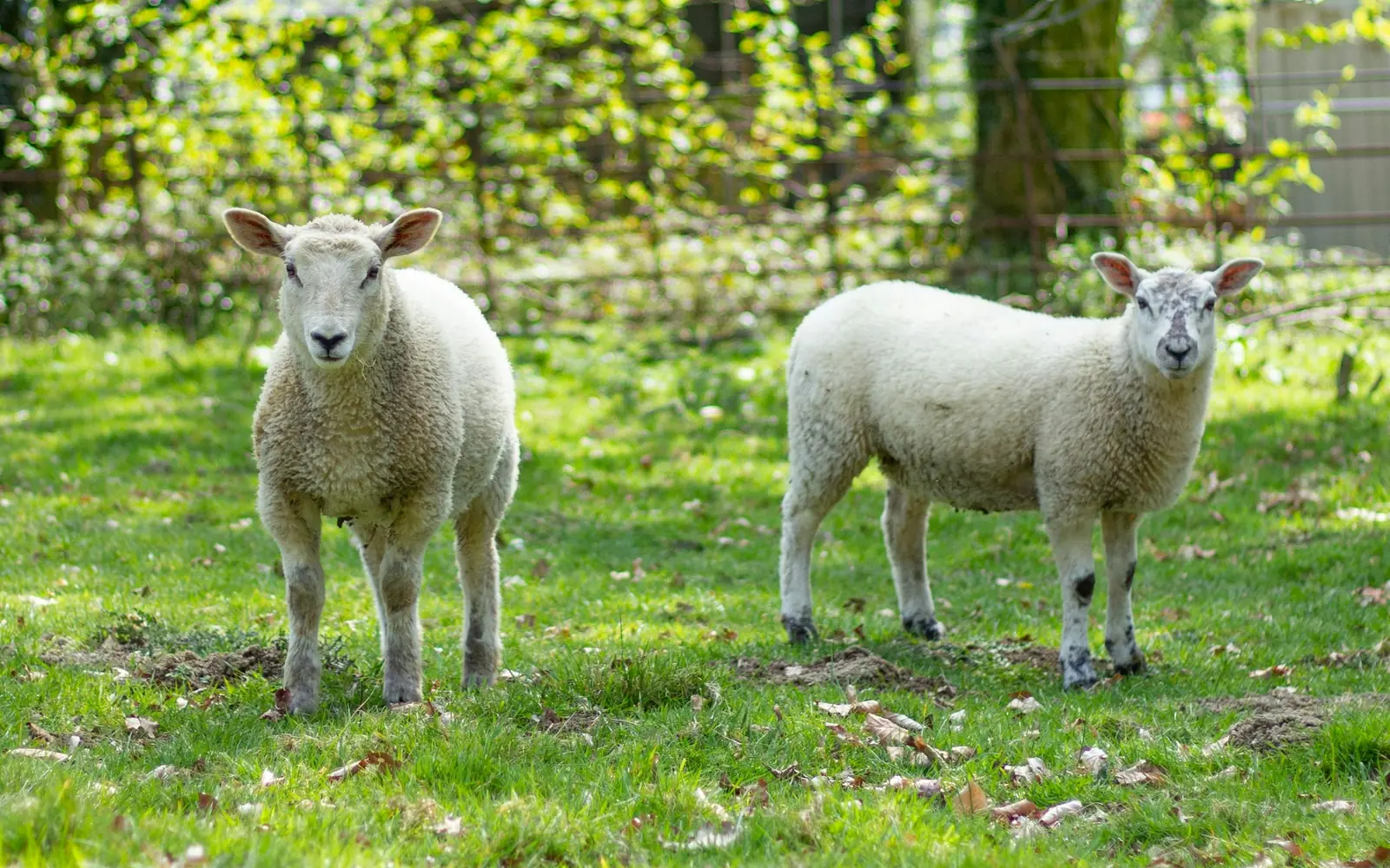Two pasture-raised lambs grazing on open grass