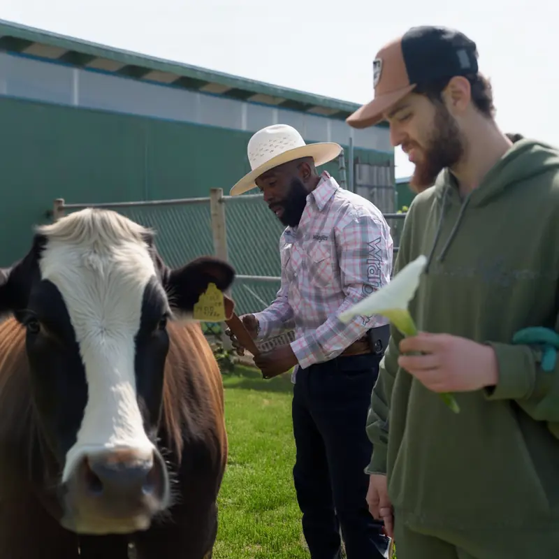 Jibreel standing beside a cow on pasture